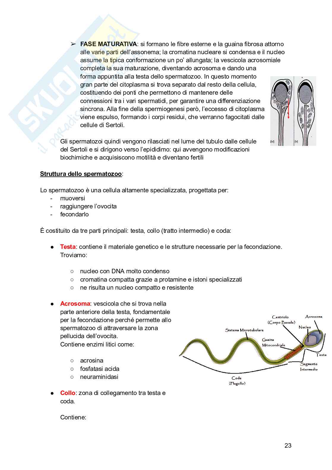 Embriologia, parte 1 - gametogenesi e fecondazione  Pag. 21