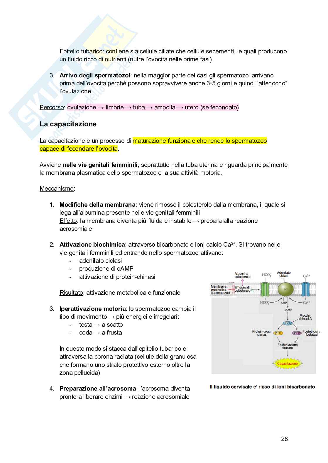 Embriologia, parte 1 - gametogenesi e fecondazione  Pag. 26