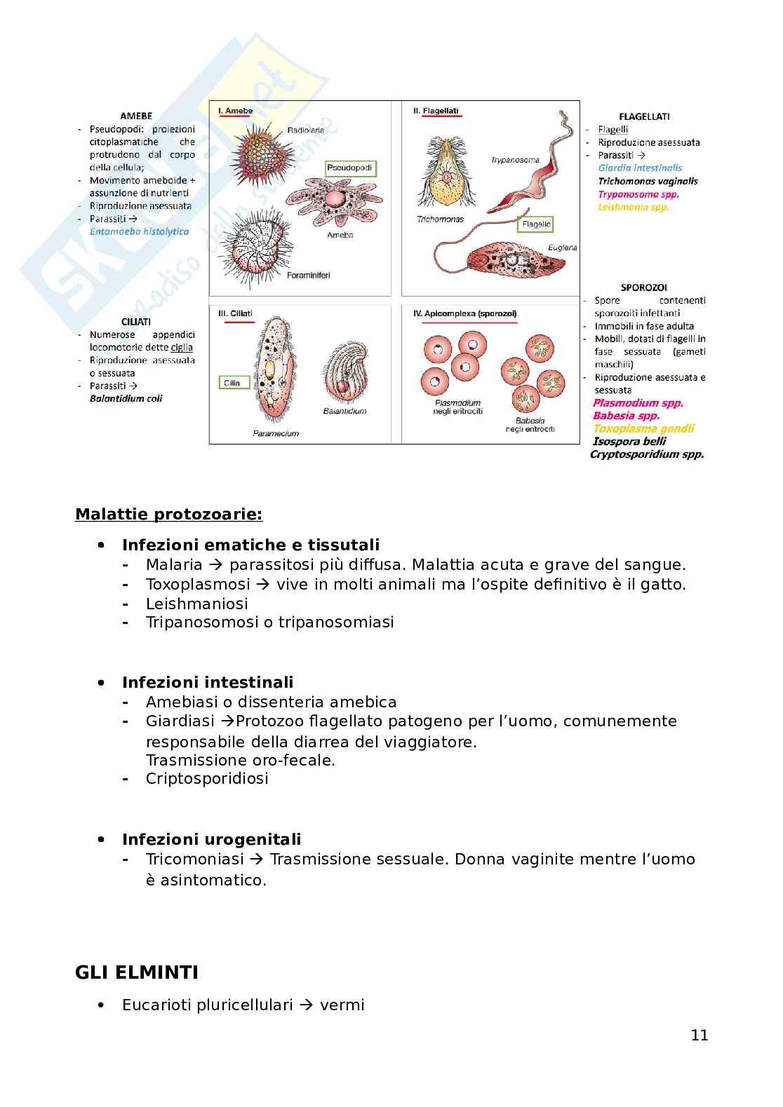 Promozione della salute e della sicurezza: Virologia Pag. 11