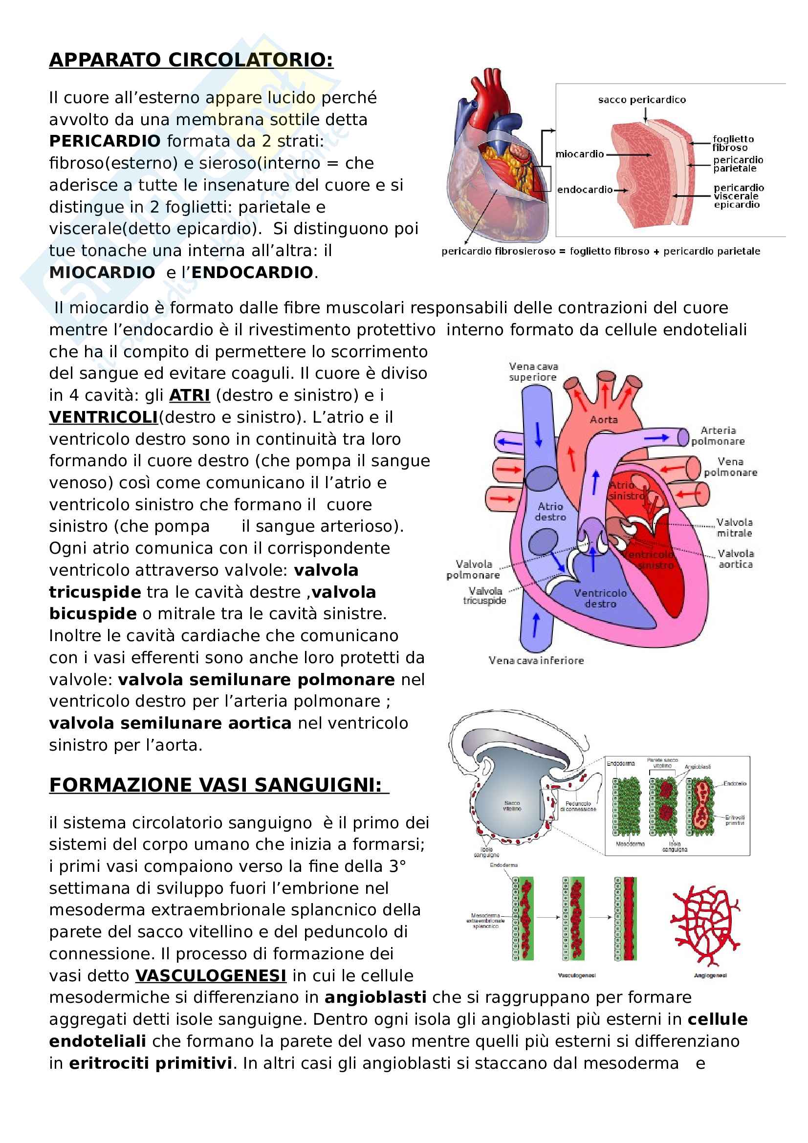 Sviluppo Apparato Circolatorio Riassunto Esame Embriologia Prof Canipari Libro Consigliato De Felici