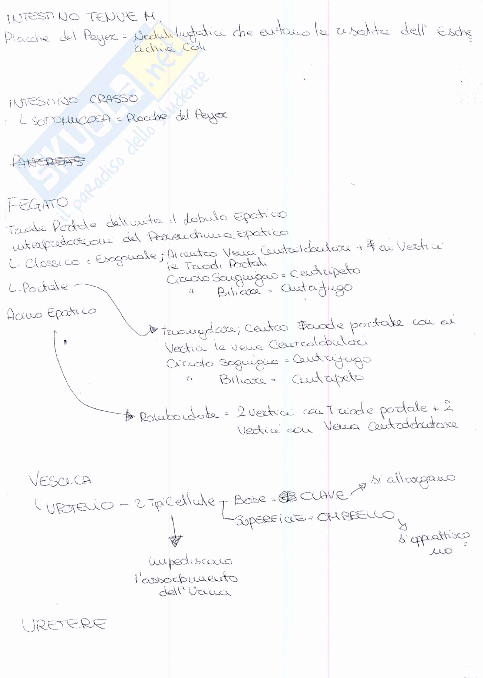 4° esonero anatomia Pag. 21