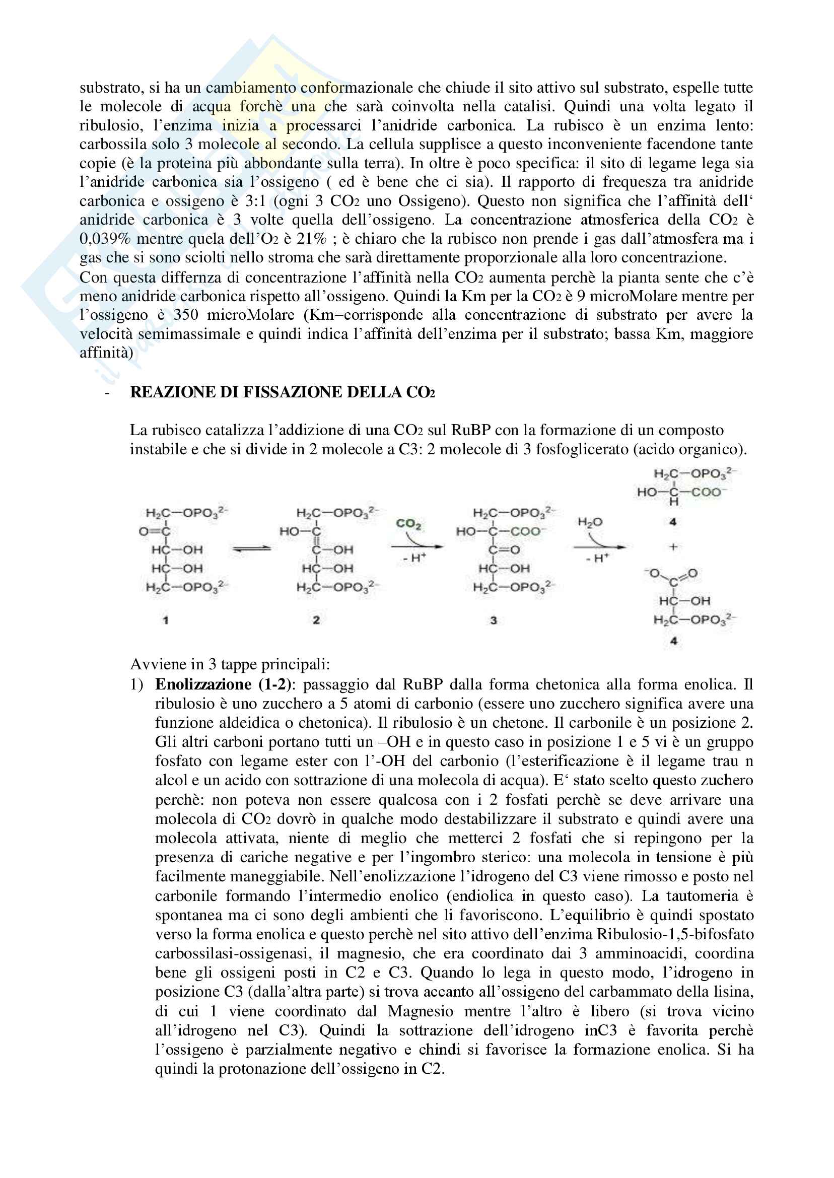 Fisiologia Vegetale (Prof.ssa Gonnelli) Pag. 36