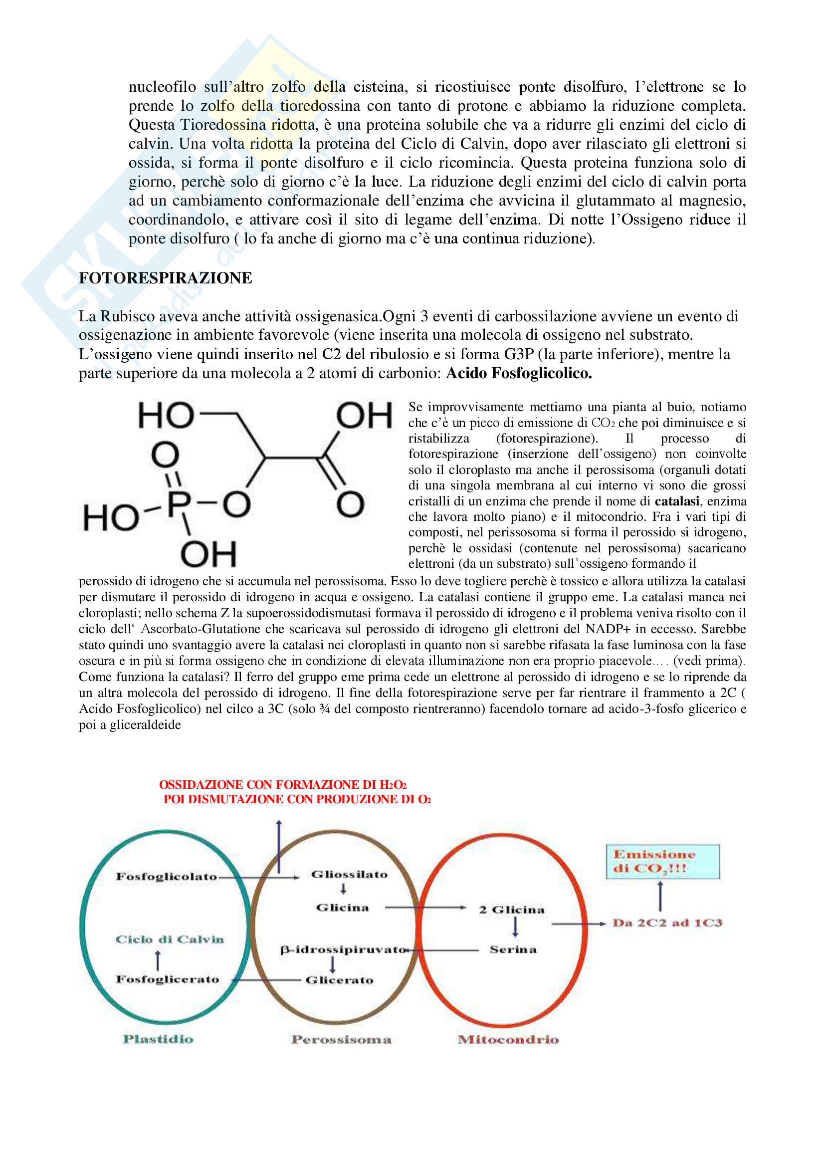 Fisiologia Vegetale (Prof.ssa Gonnelli) Pag. 41