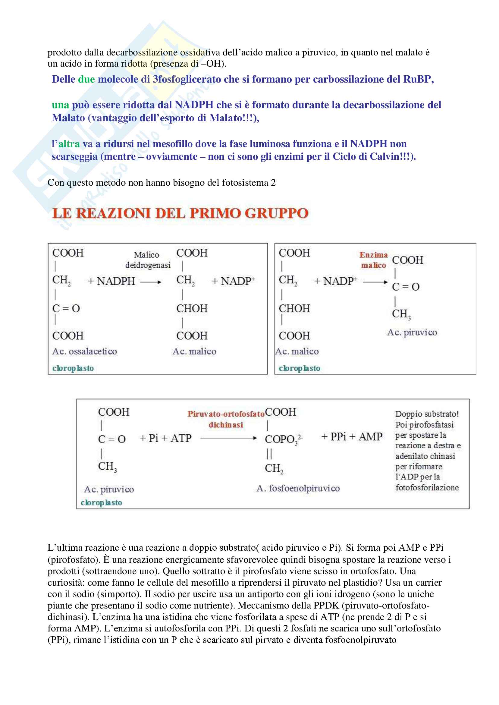 Fisiologia Vegetale (Prof.ssa Gonnelli) Pag. 46