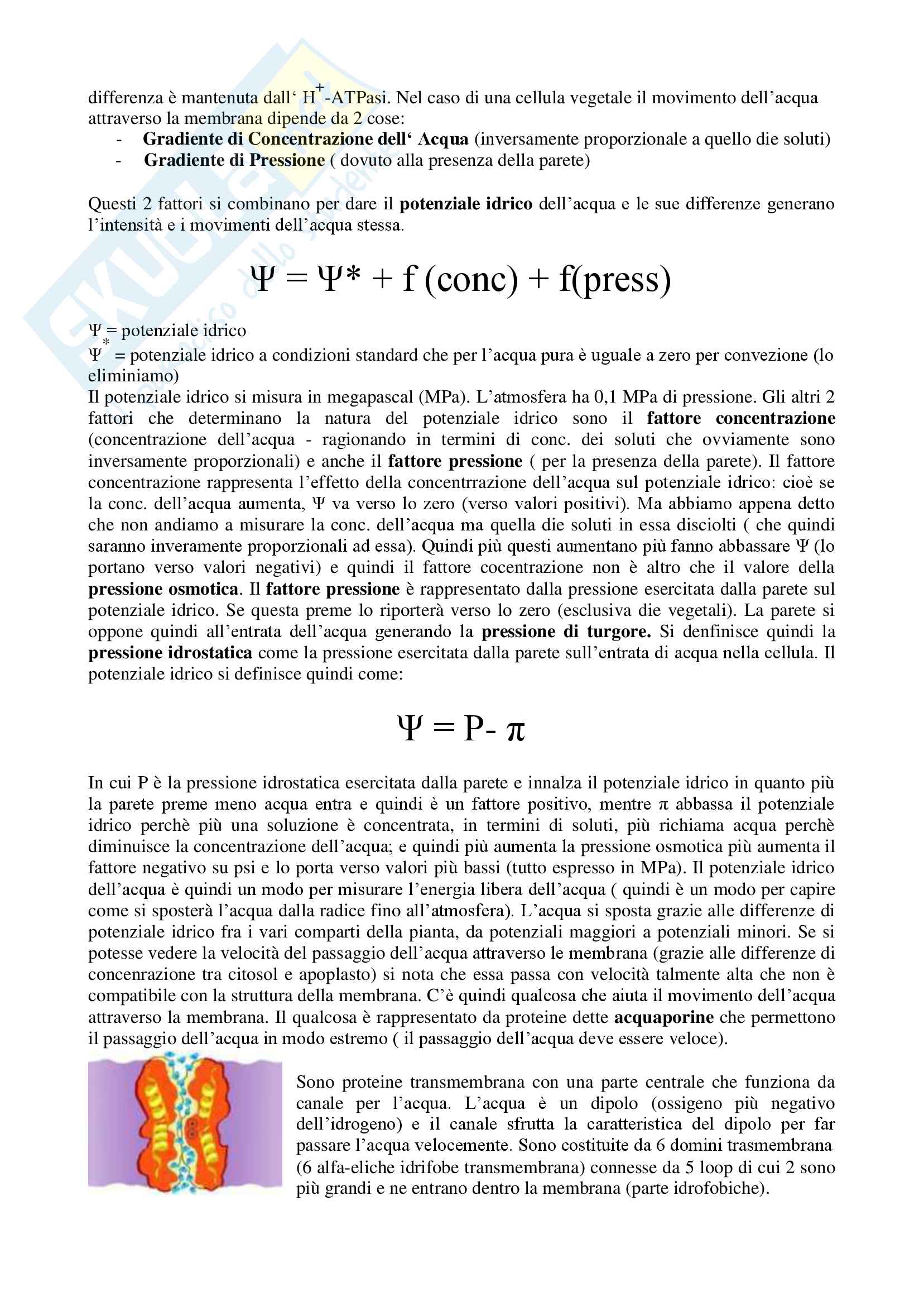 Fisiologia Vegetale (Prof.ssa Gonnelli) Pag. 6