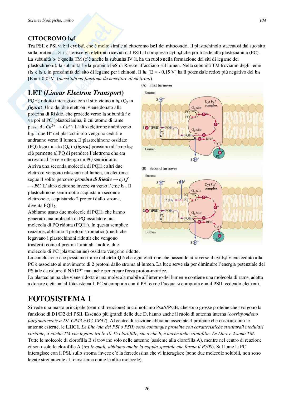 Appunti Fisiologia vegetale Pag. 26