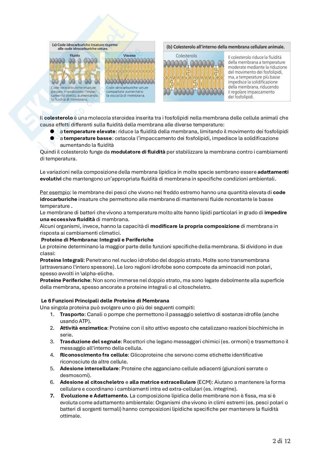 Biologia animale Pag. 26