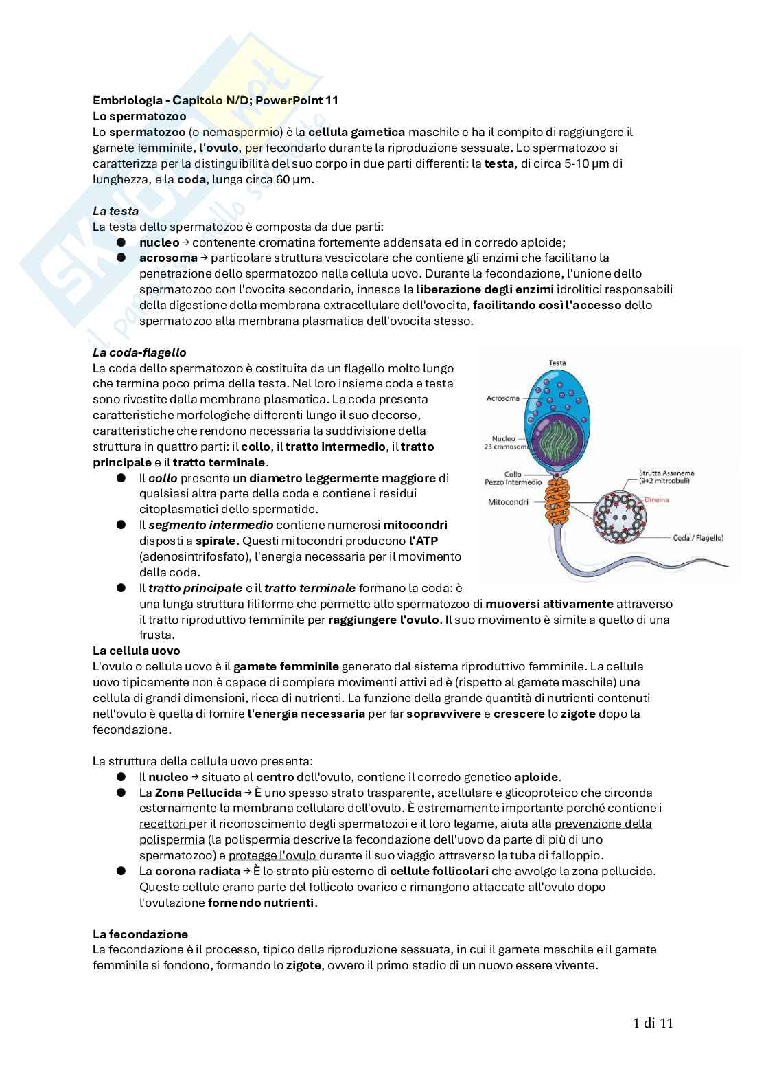 Biologia animale Pag. 81