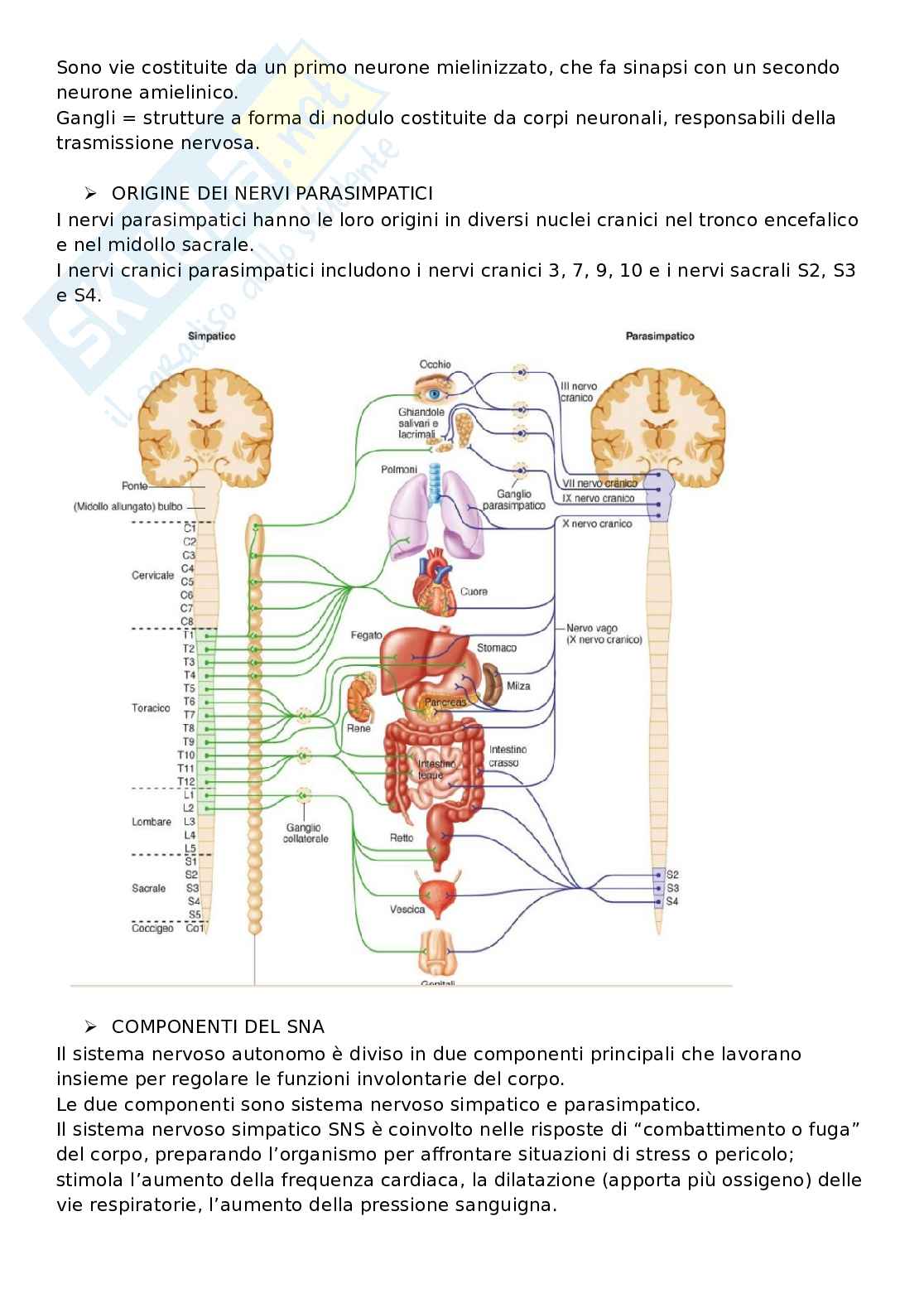 Domande aperte con risposte che escono sempre all'esame di Fisiologia umana Pag. 26