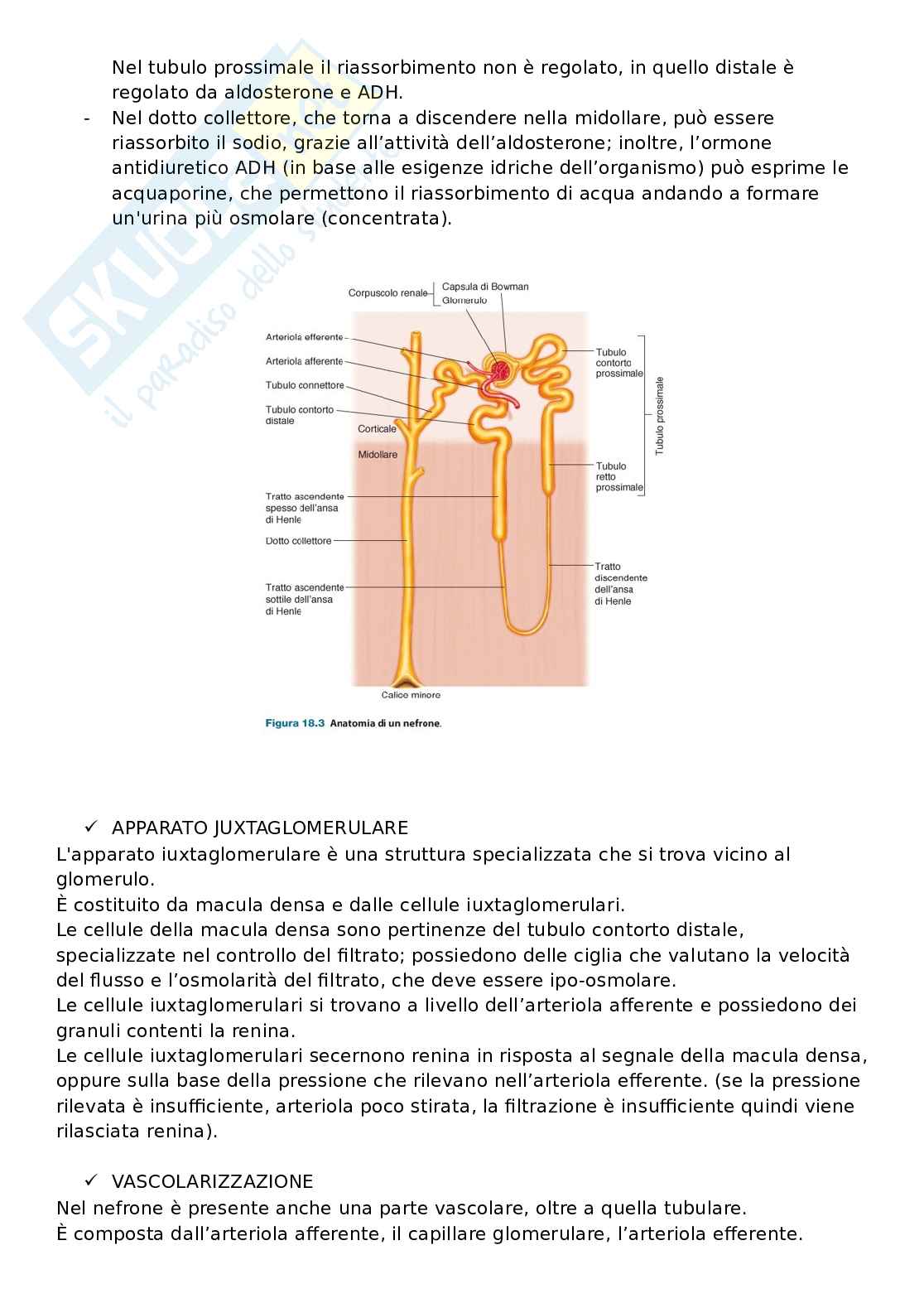 Domande aperte con risposte che escono sempre all'esame di Fisiologia umana Pag. 56