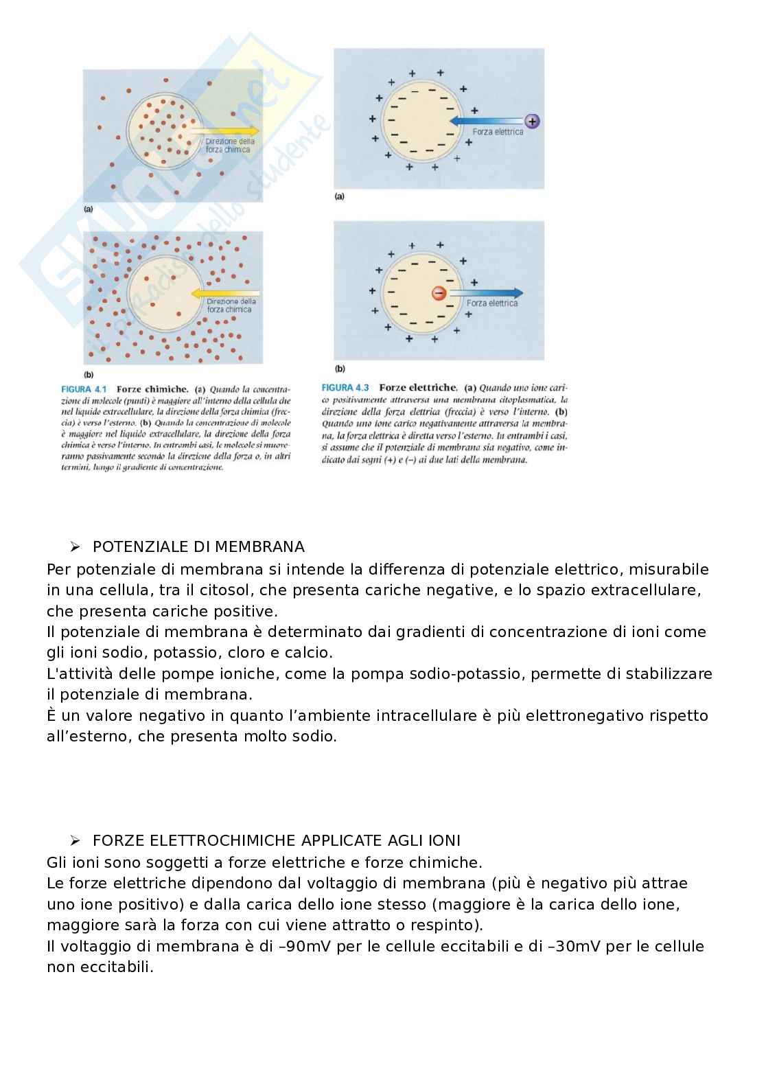 Domande aperte con risposte che escono sempre all'esame di Fisiologia umana Pag. 6