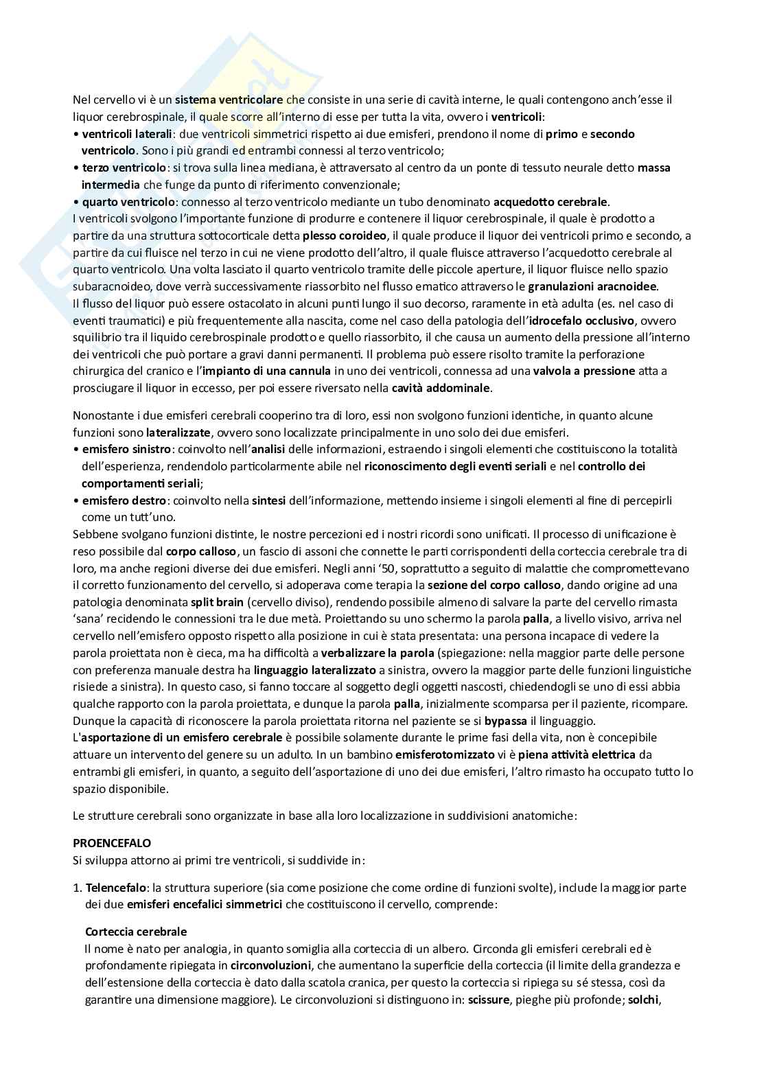 Appunti Psicobiologia e psicologia fisiologica Pag. 2
