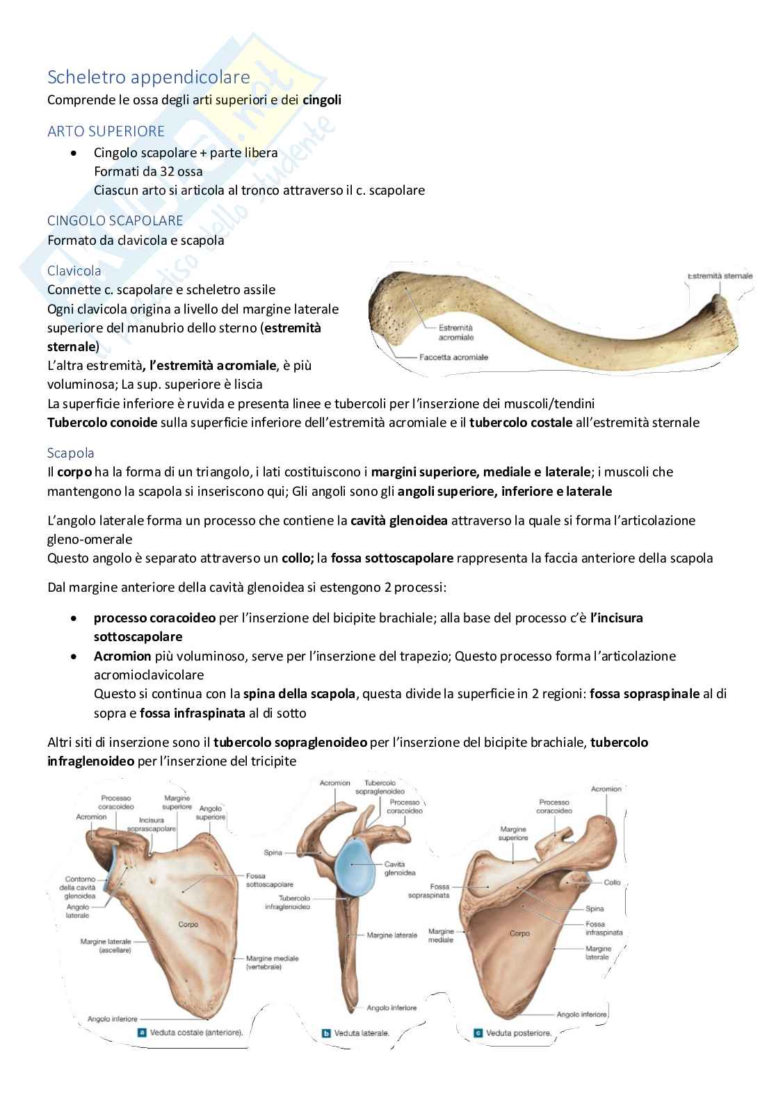 Appunti di ANATOMIA Pag. 16