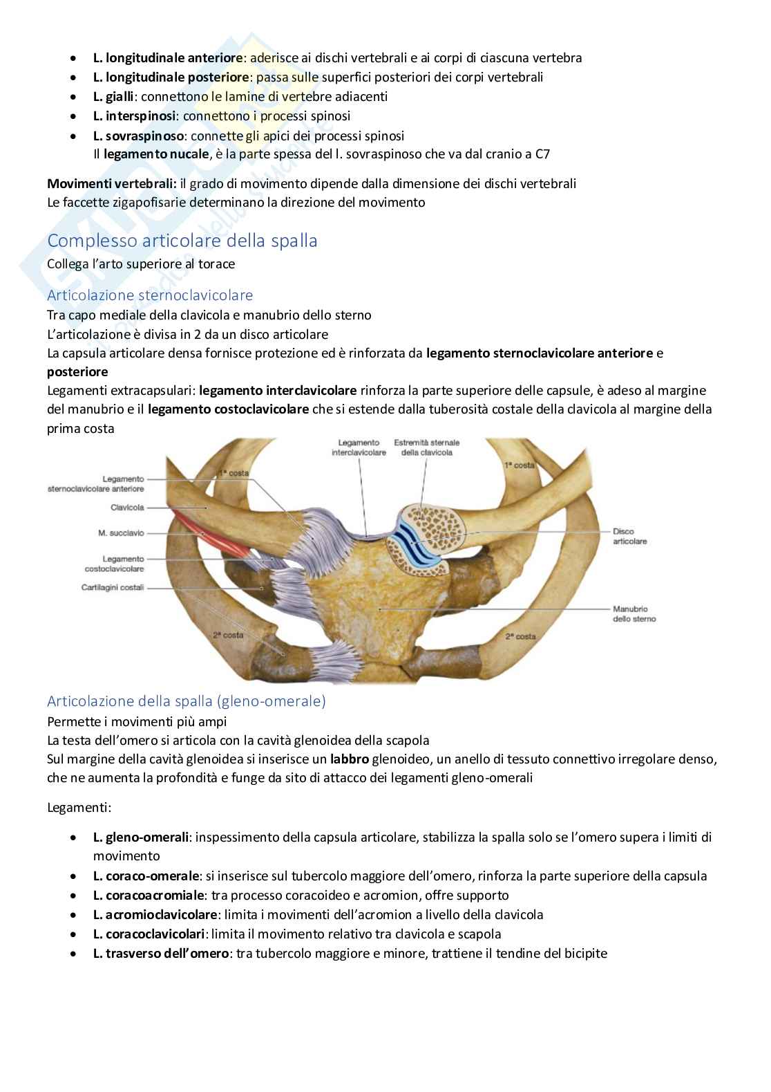Appunti di ANATOMIA Pag. 26