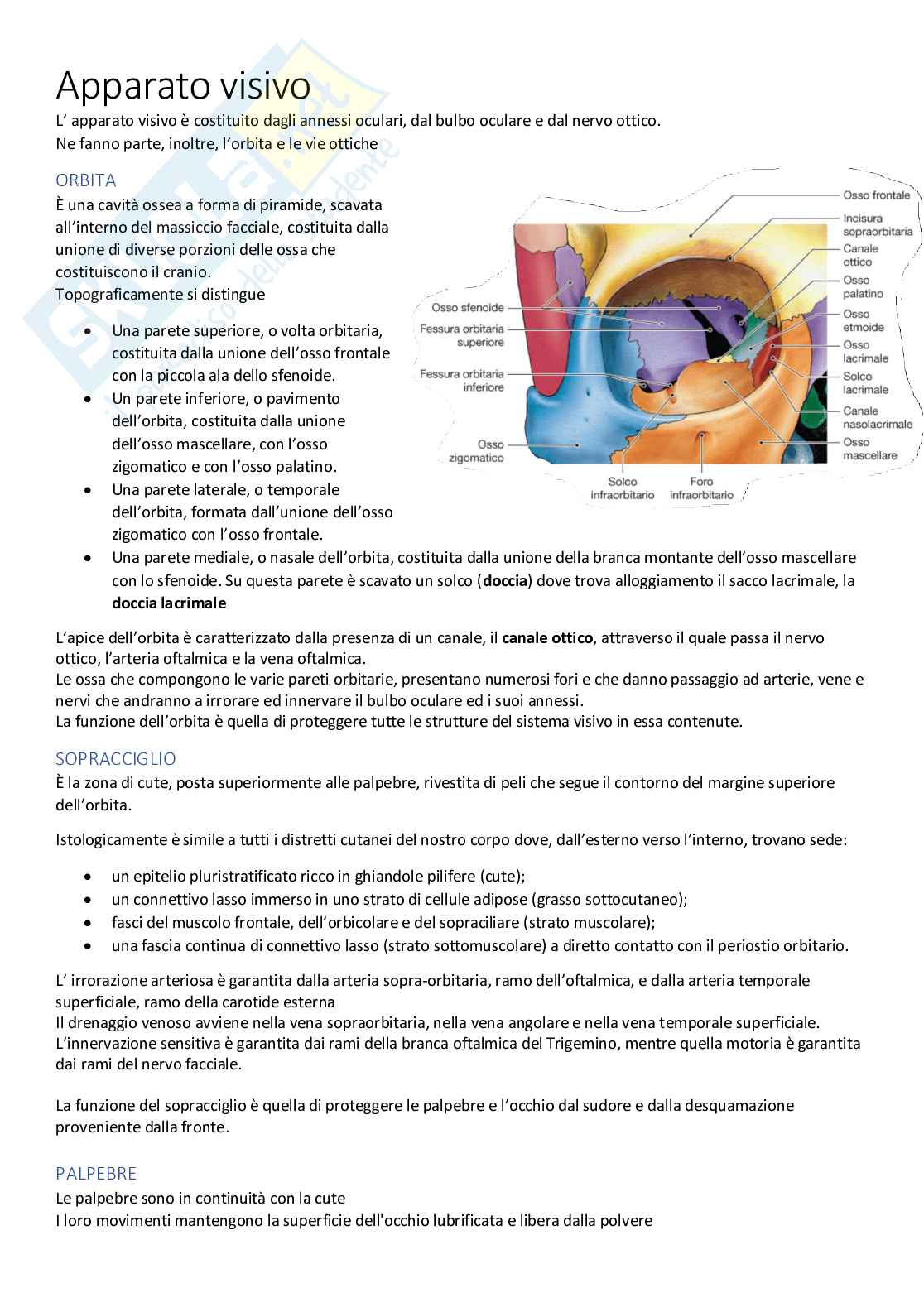 Appunti di ANATOMIA Pag. 81