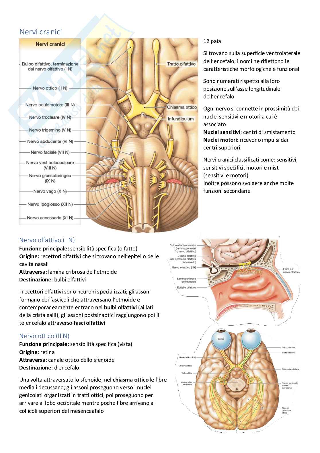 Appunti di ANATOMIA Pag. 86