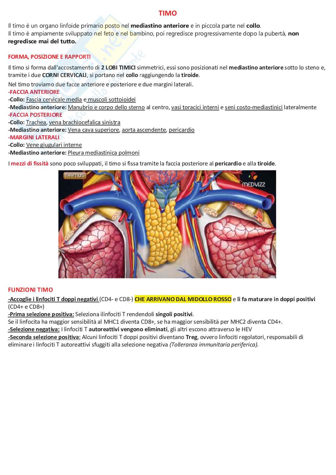 Istologia (vetrini) - parte 1 Pag. 46