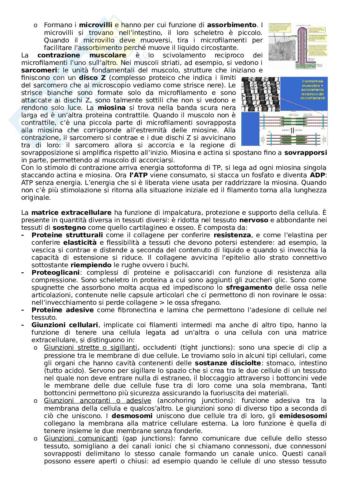 Appunti di Biologia e genetica (parte 1) Pag. 21