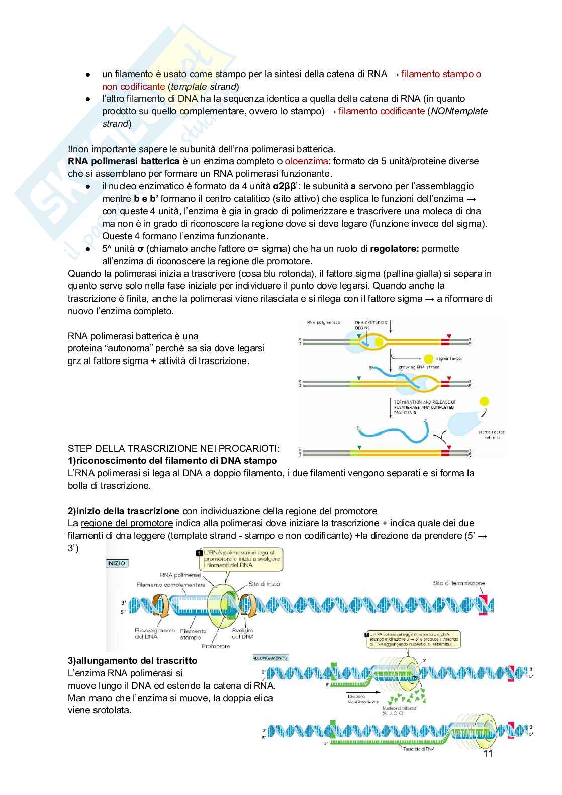 Genetica Pag. 11
