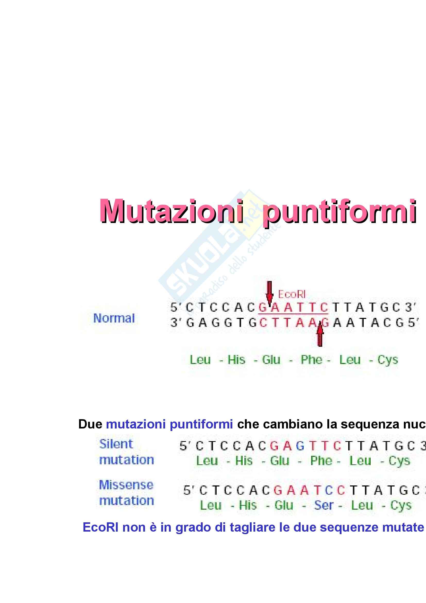 Basi biologiche e genetica umana - manipolazione del DNA Pag. 11