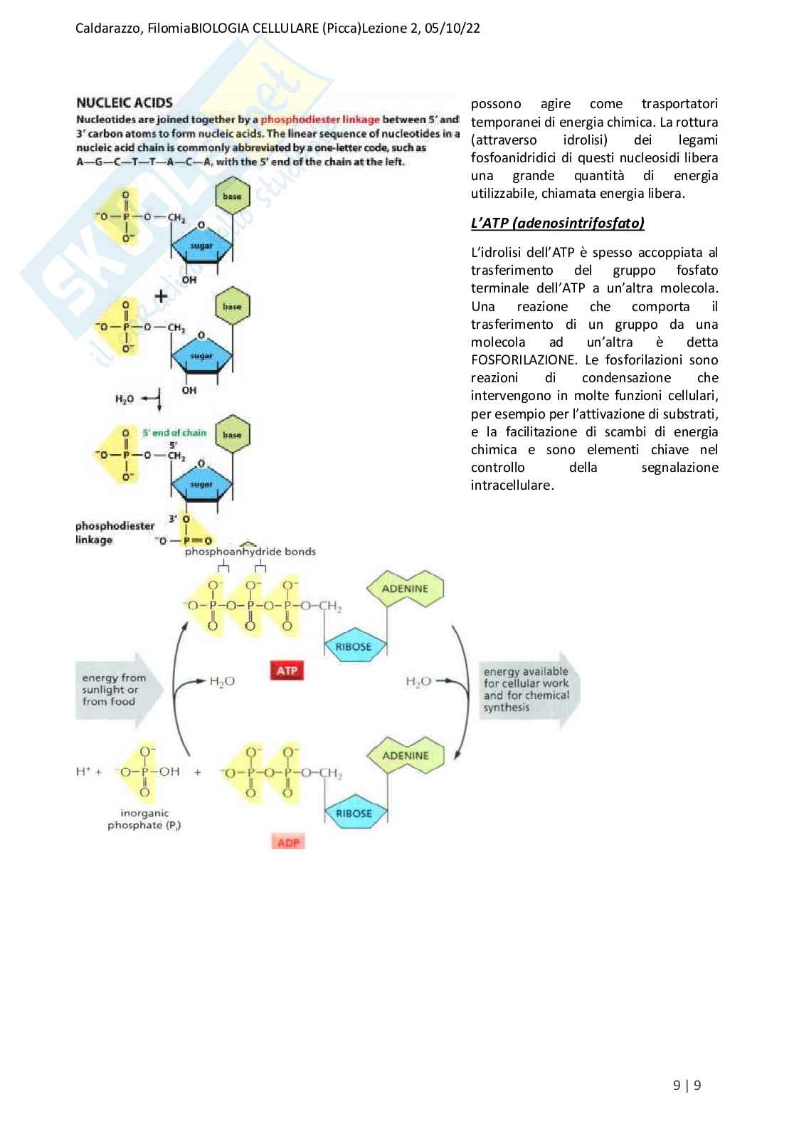 Riassunto esame Biologia, Prof. Di Tommaso Caterina, libro consigliato Biologia e genetica, Edises Pag. 16