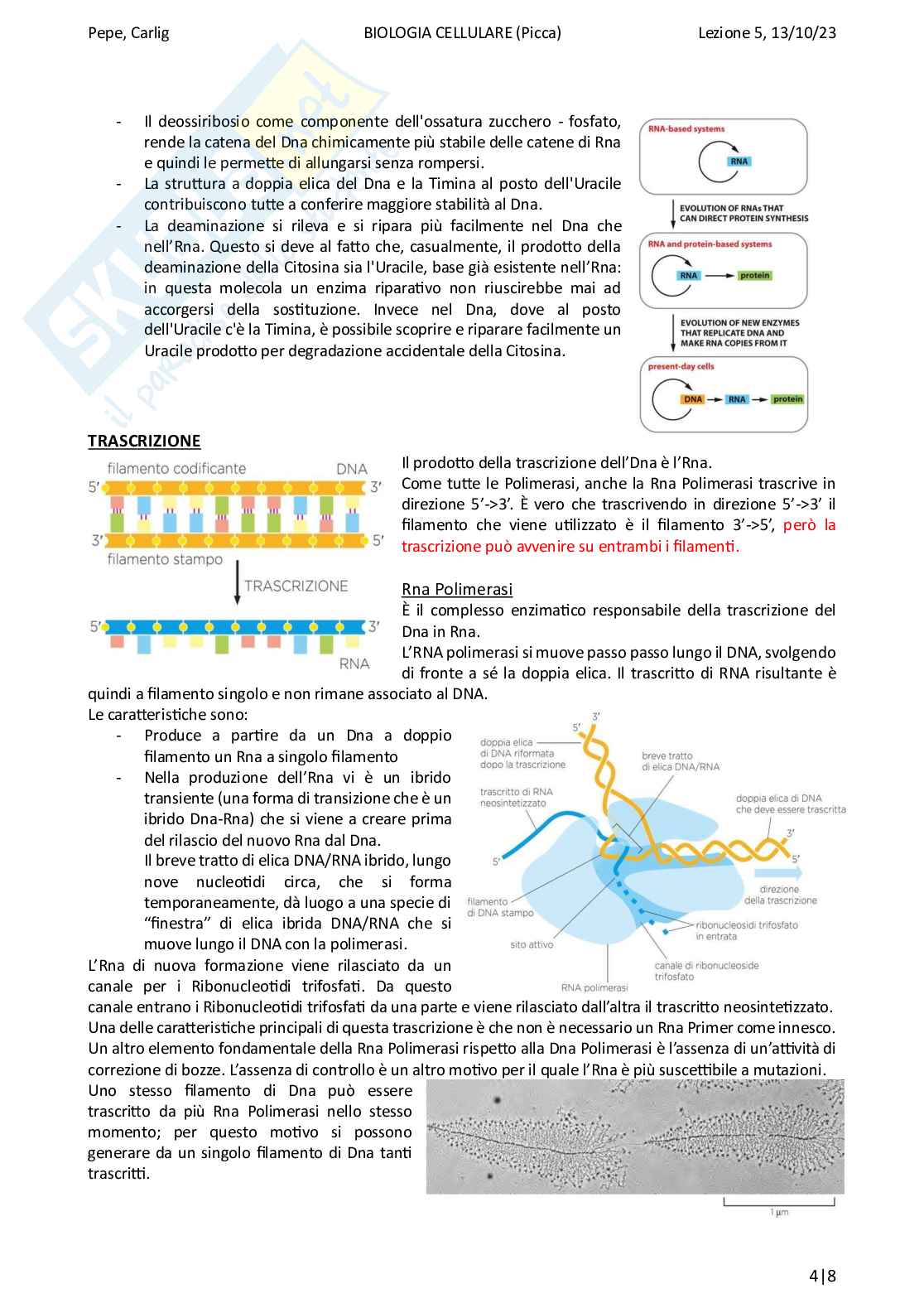 Riassunto esame Biologia, Prof. Di Tommaso Caterina, libro consigliato Biologia e genetica, Edises Pag. 41
