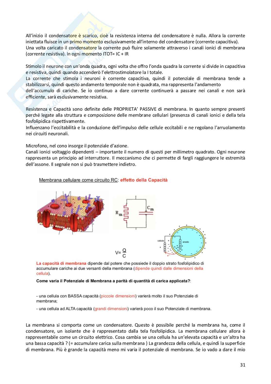 fisiologia Pag. 31