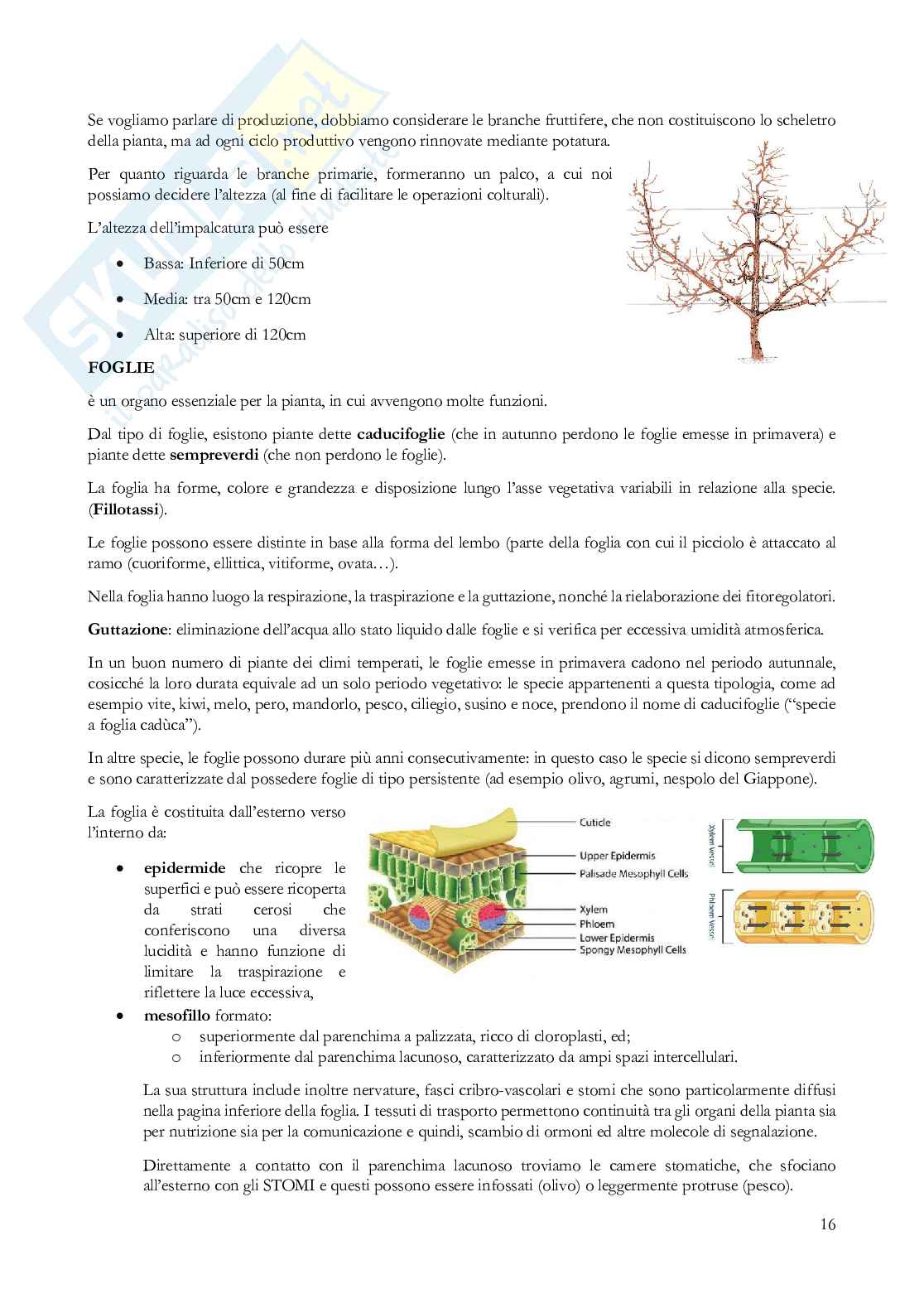 Coltivazioni arboree Pag. 16