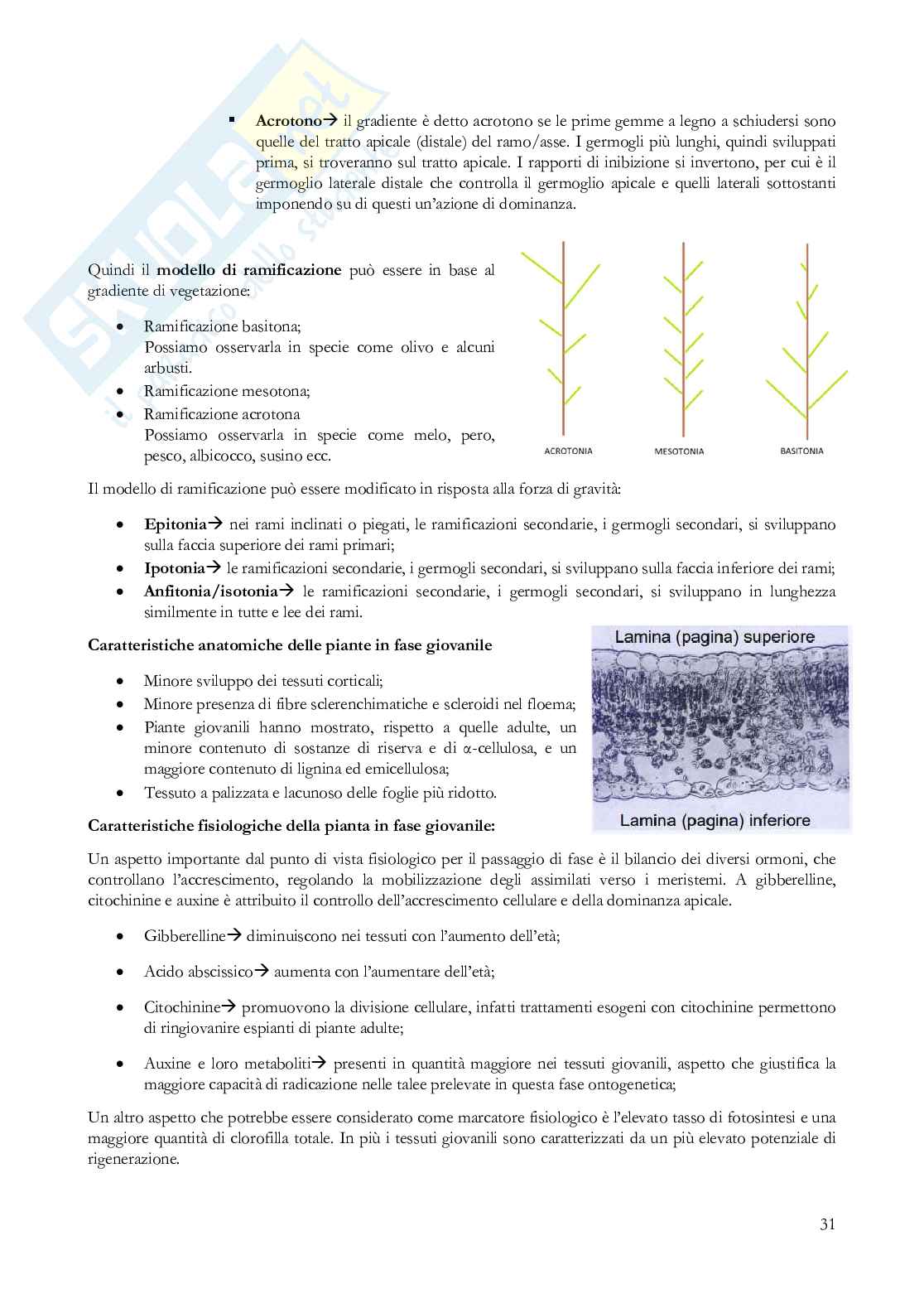 Coltivazioni arboree Pag. 31