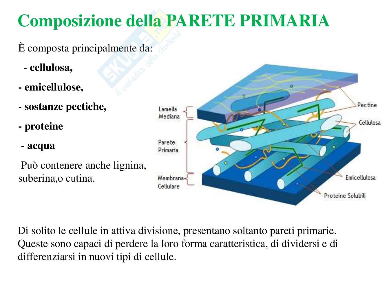 Parete cellulare  Pag. 11