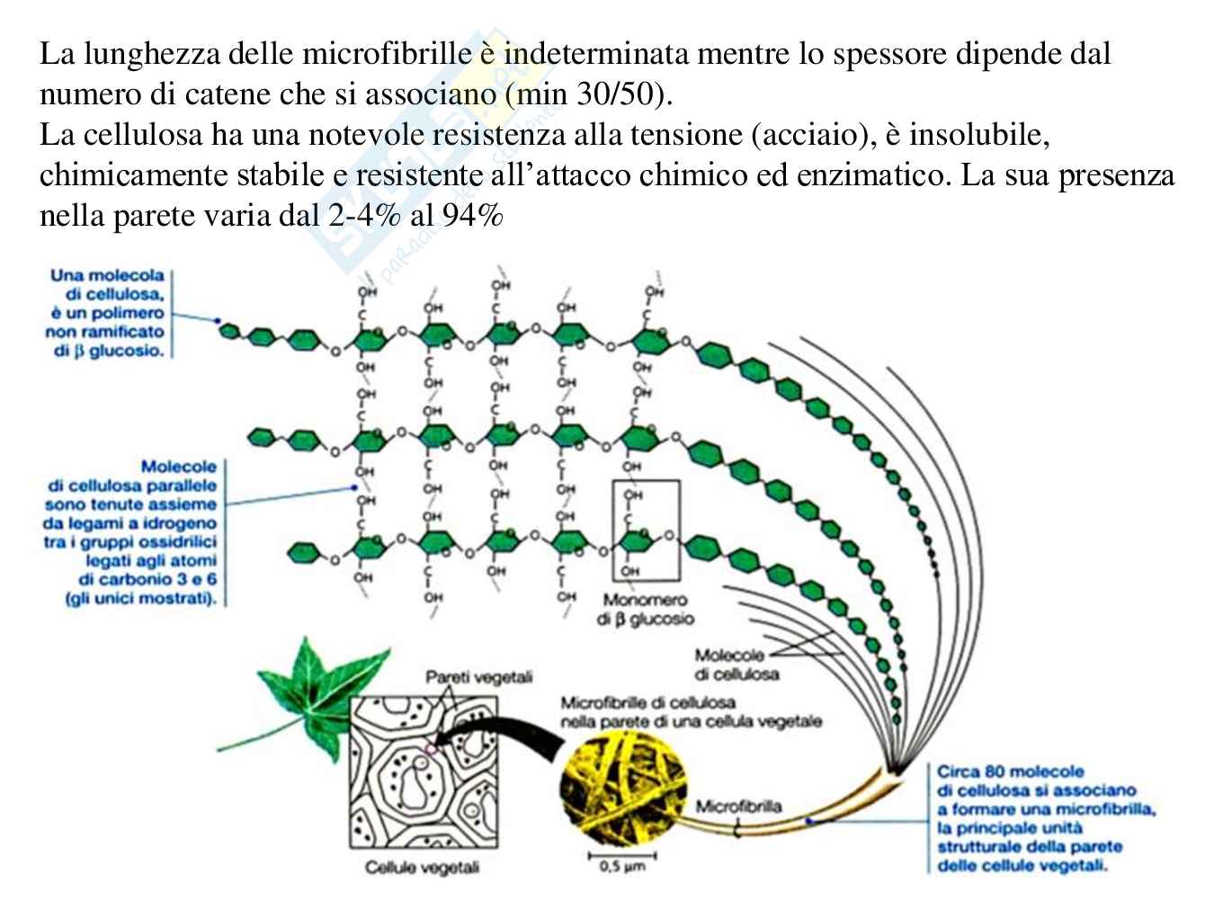 Parete cellulare  Pag. 21