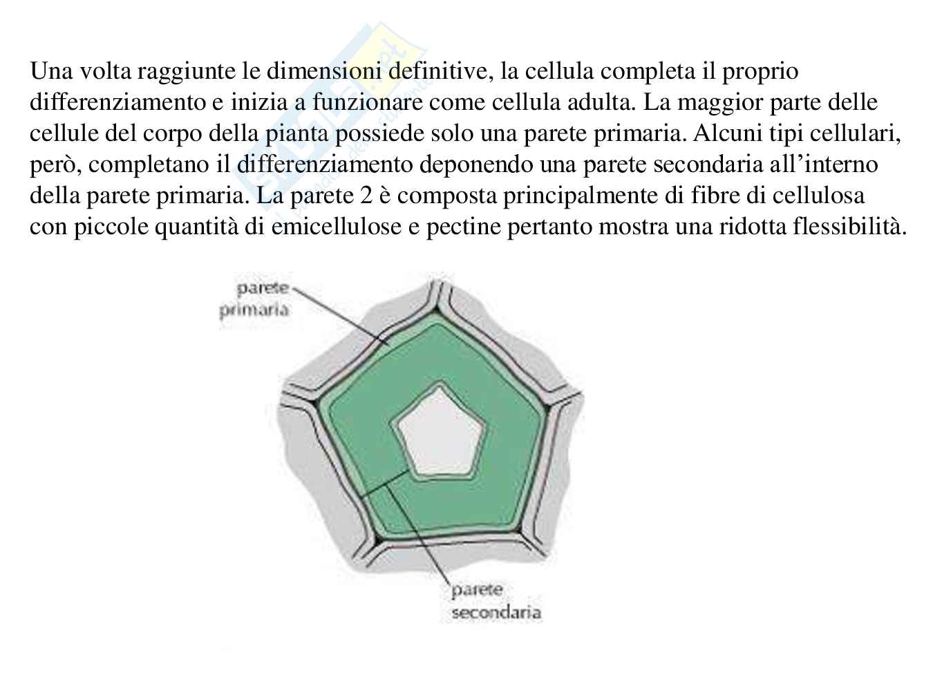 Parete cellulare  Pag. 31