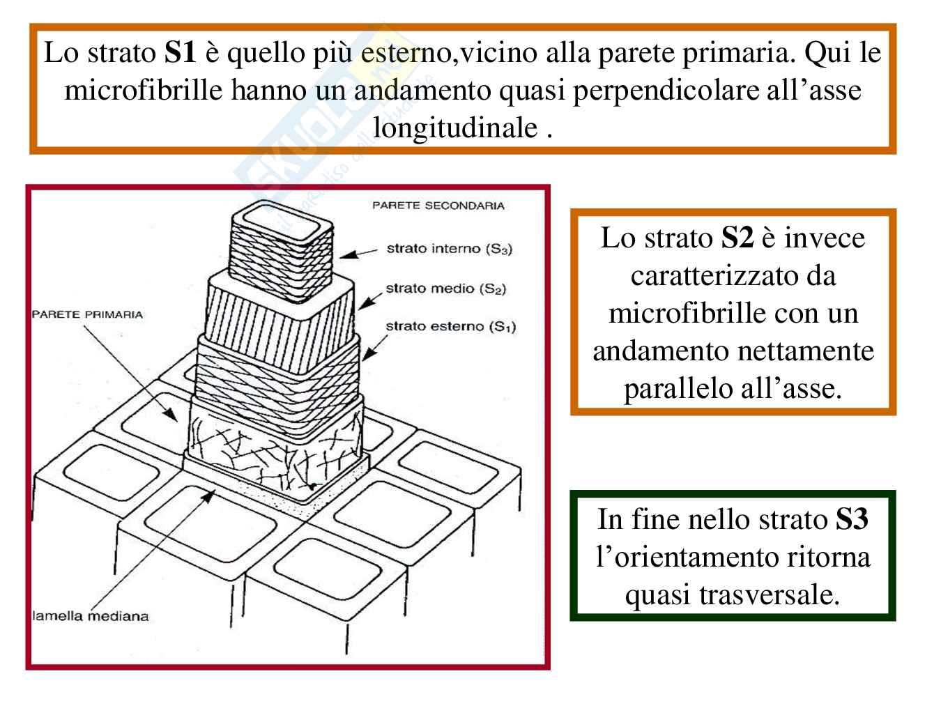 Parete cellulare  Pag. 36