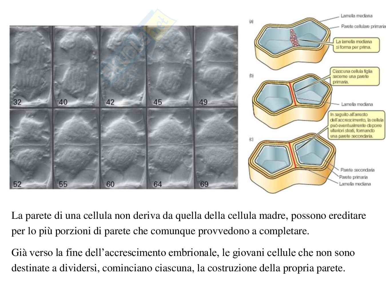 Parete cellulare  Pag. 6