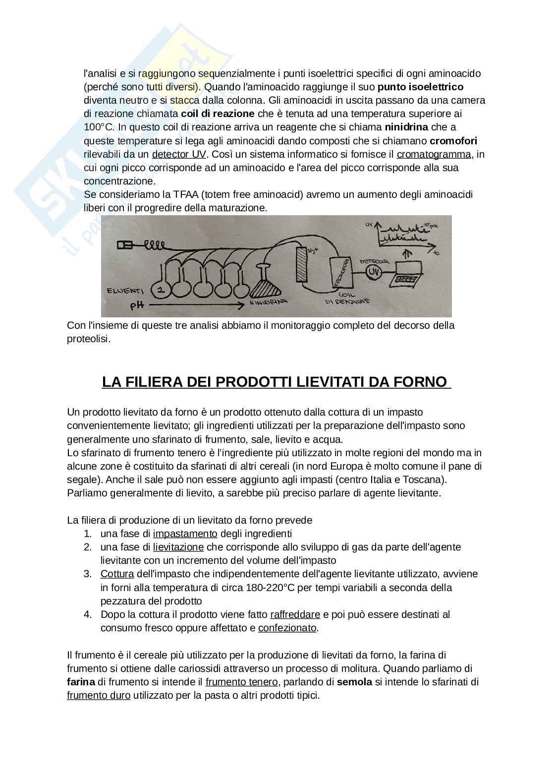 Appunti di Microbiologia agraria Pag. 41