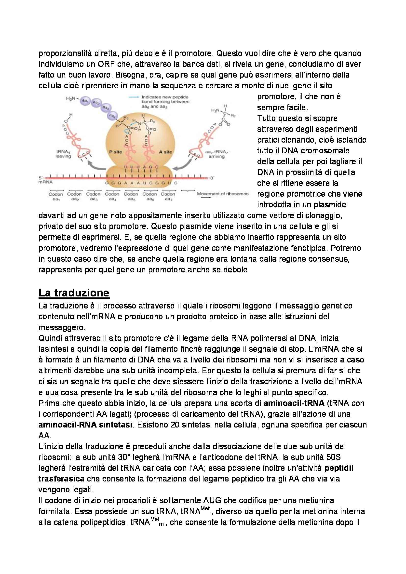 Biotecnologie microbiche - Appunti Pag. 21