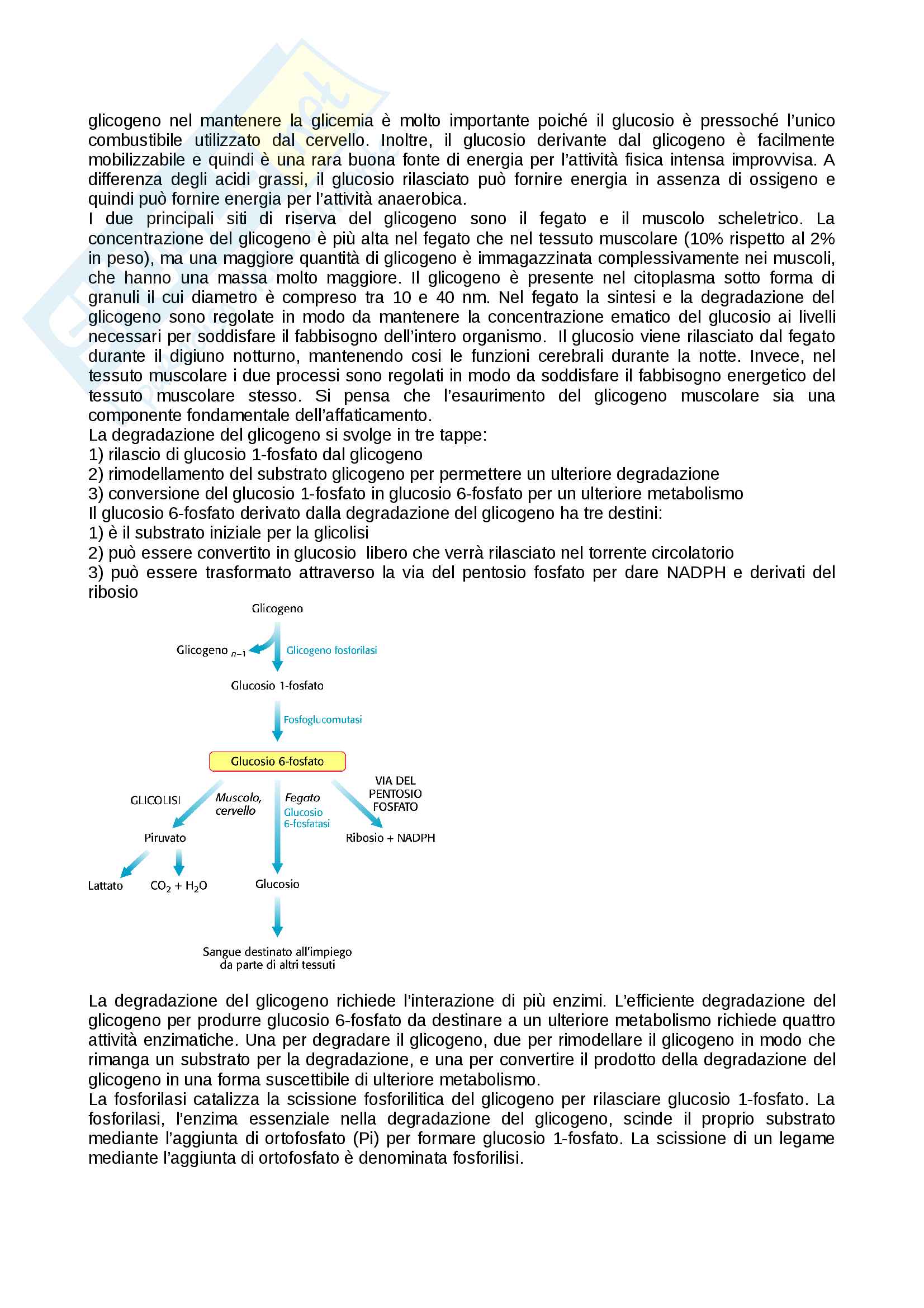 Appunti biochimica Pag. 46