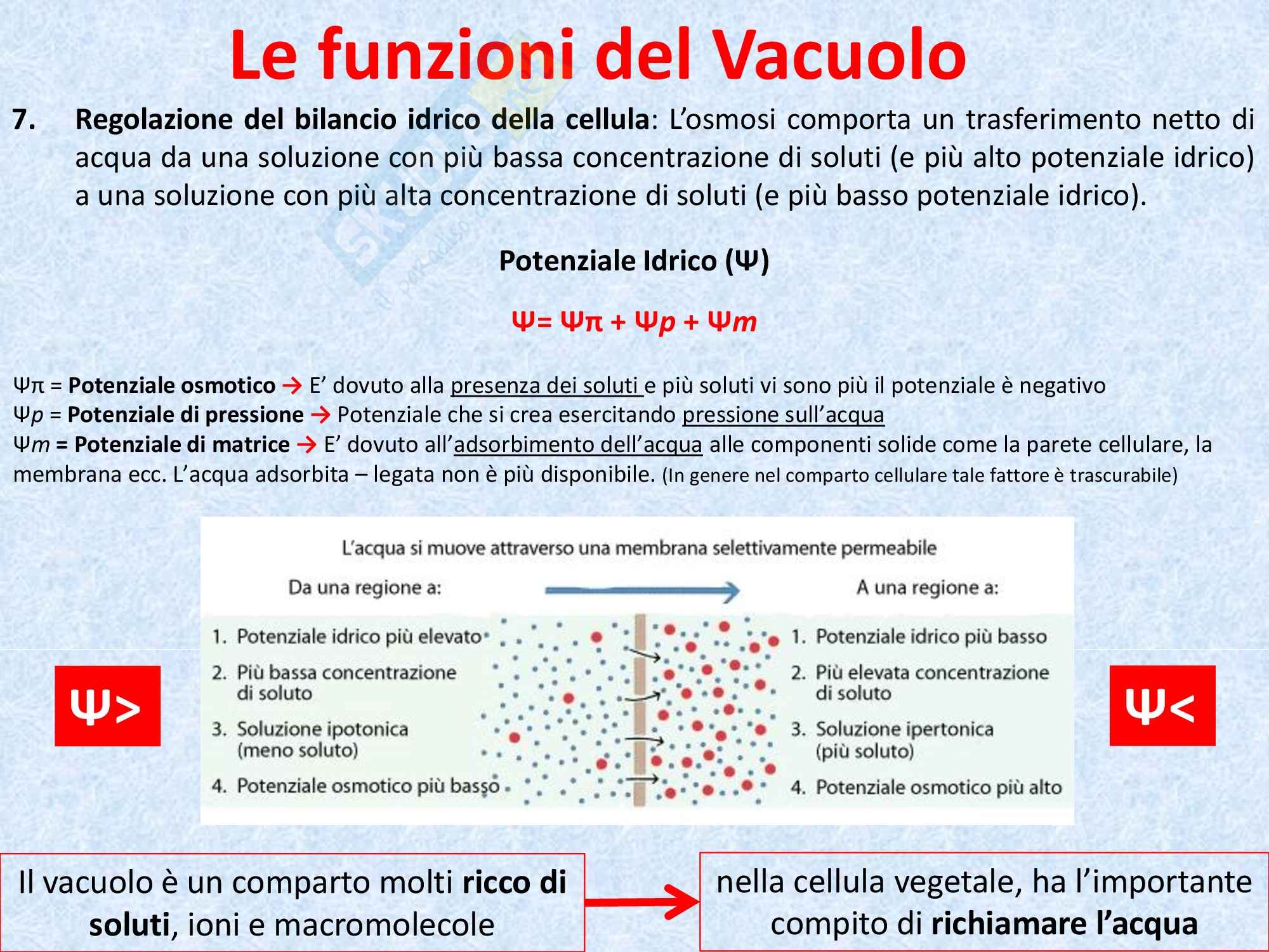 Biologia vegetale - il vacuolo Pag. 11