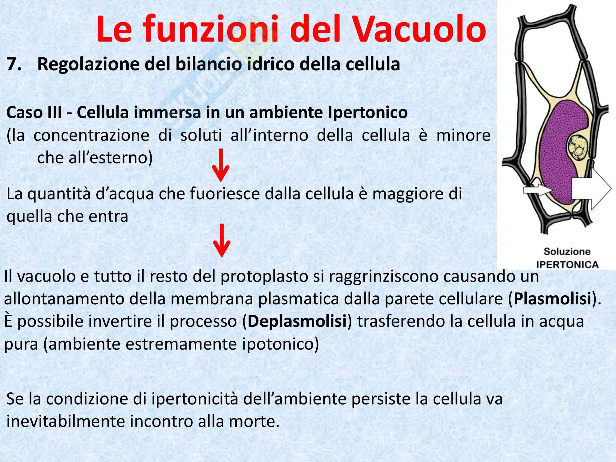 Biologia vegetale - il vacuolo Pag. 16