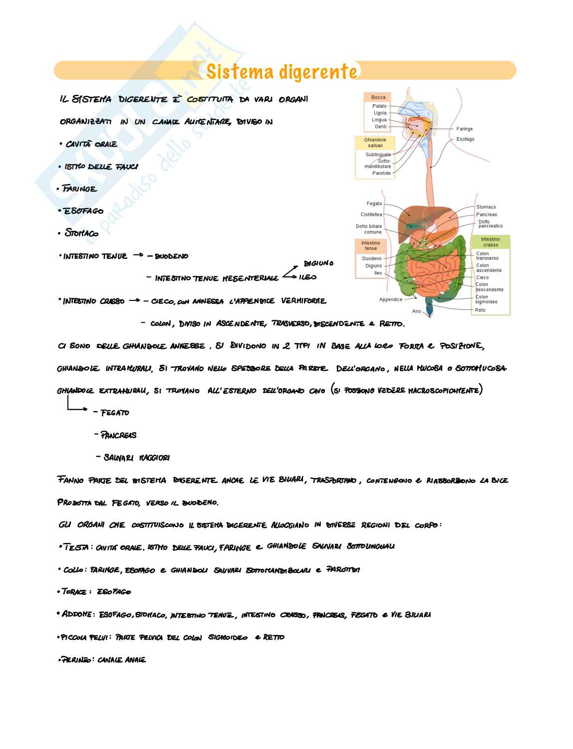 Sistema digerente  Pag. 1