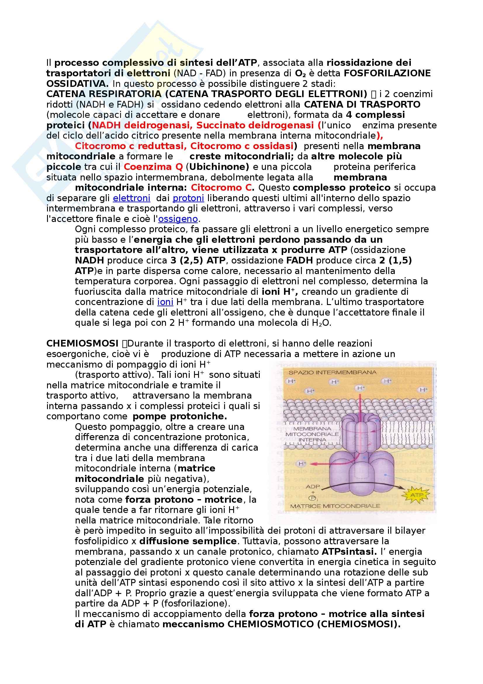 Riassunto esame Biologia umana, prof. Barbieri, libro consigliato La cellula, edizioni Zanichelli Pag. 31