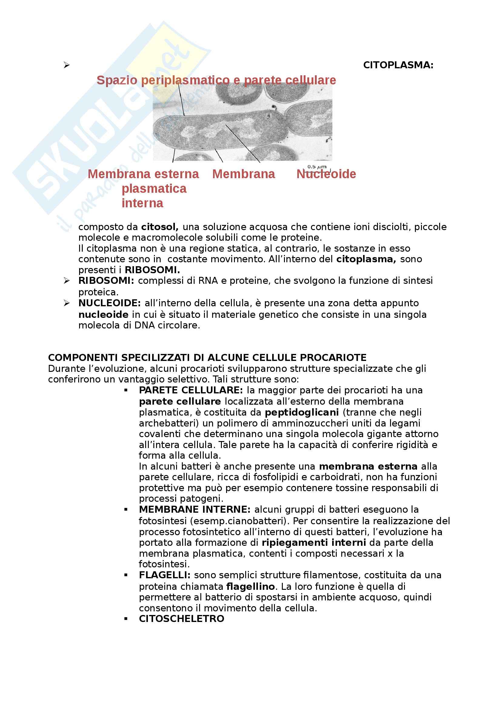 Riassunto esame Biologia umana, prof. Barbieri, libro consigliato La cellula, edizioni Zanichelli Pag. 6