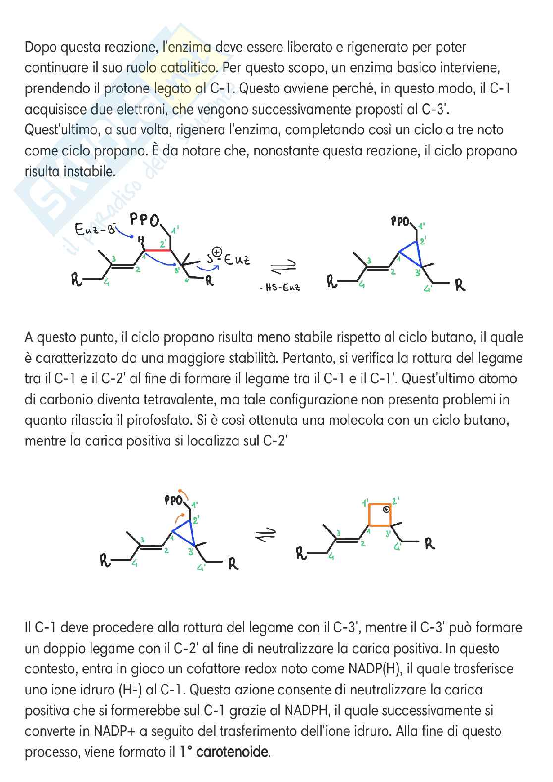 Chimica delle sostanze organiche naturali  Pag. 31