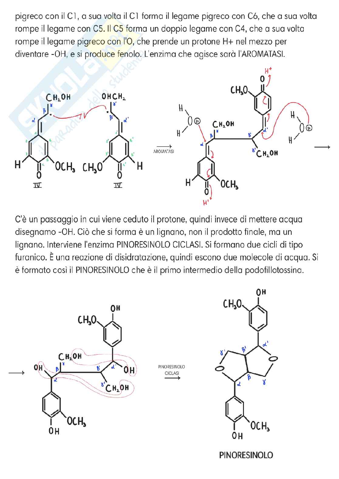 Chimica delle sostanze organiche naturali  Pag. 61