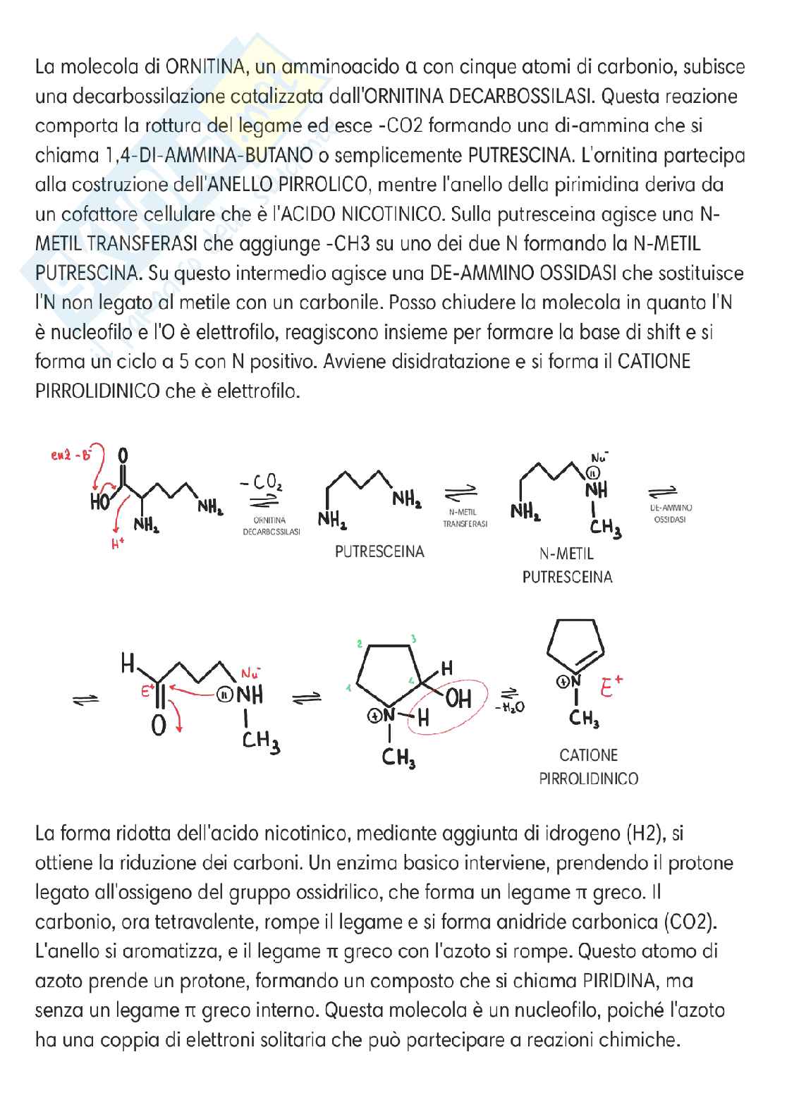 Chimica delle sostanze organiche naturali  Pag. 81