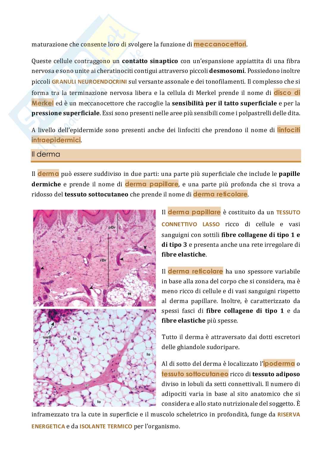 Sistema tegumentario  Pag. 6