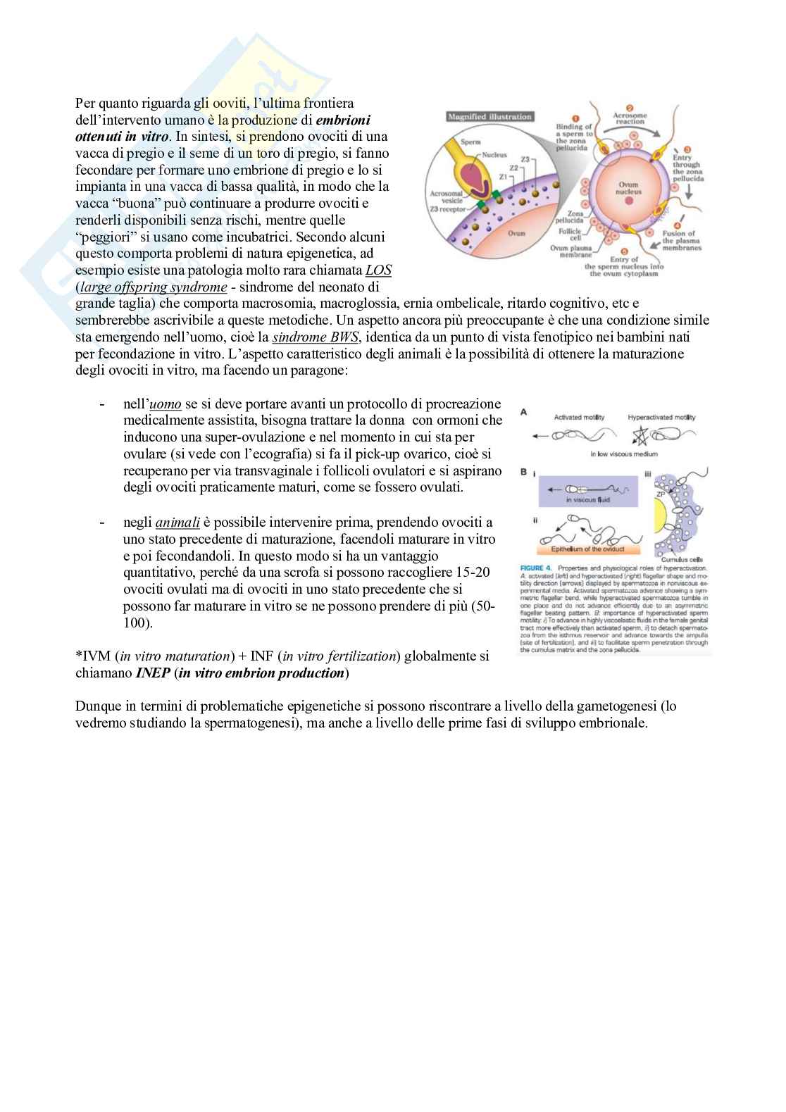 Fisiologia 2 (Apparato riproduttore) Pag. 16