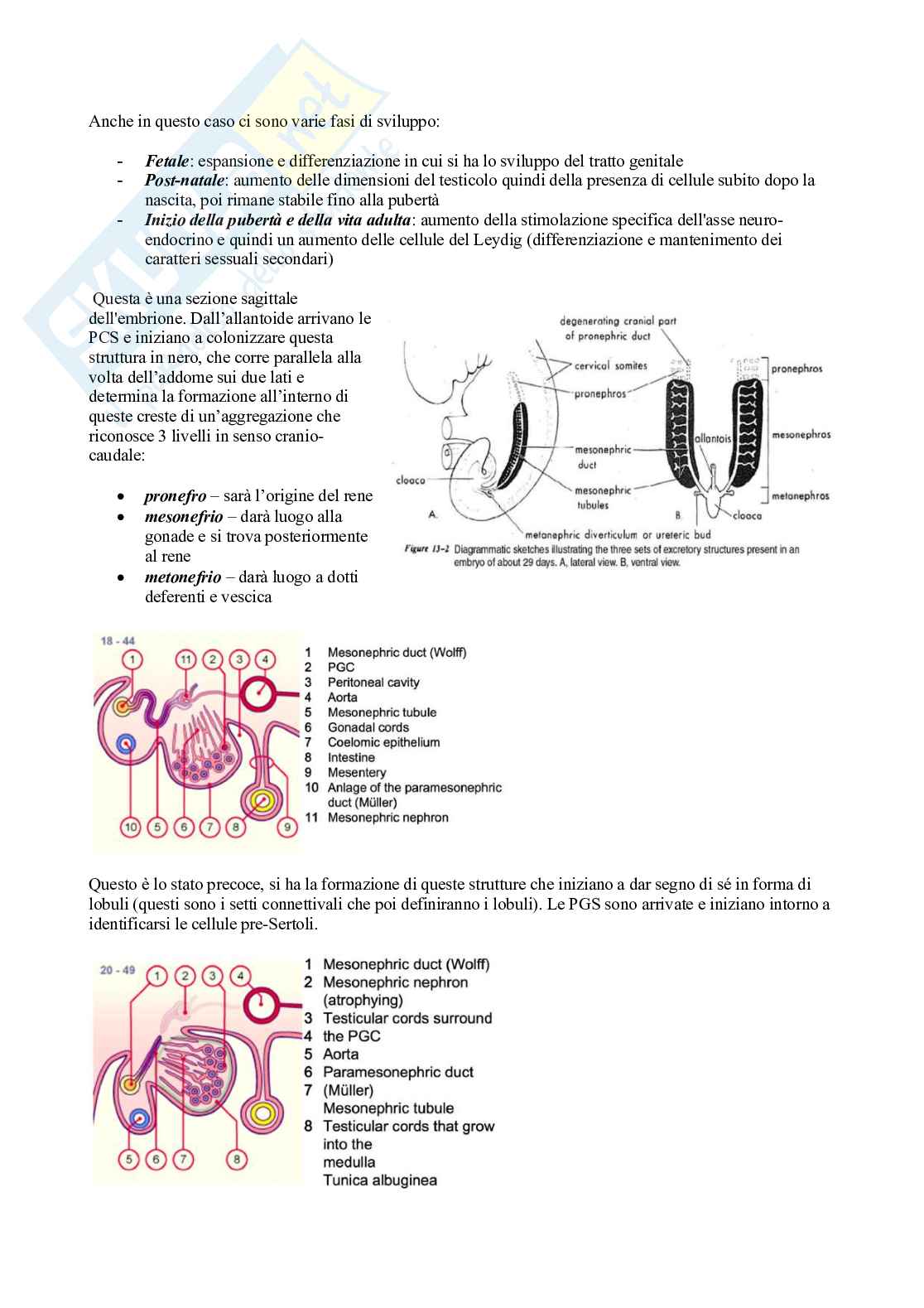 Fisiologia 2 (Apparato riproduttore) Pag. 36