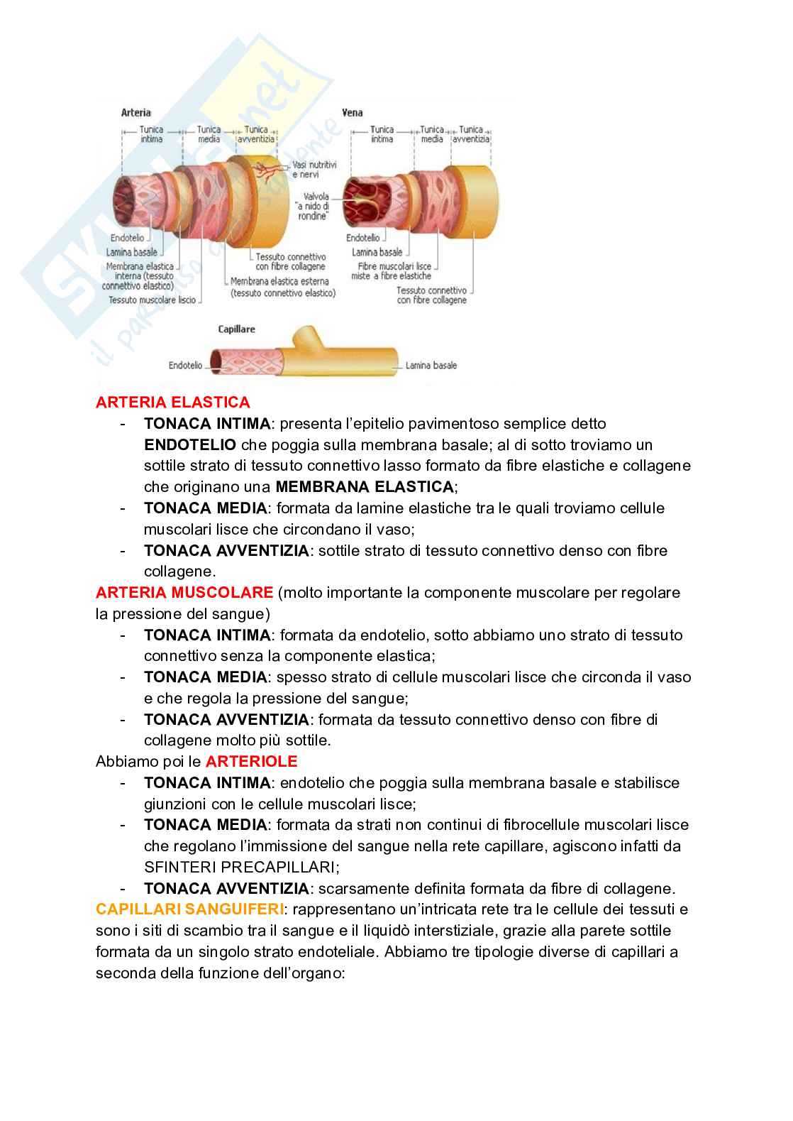 Apparato cardiocircolatorio  Pag. 2