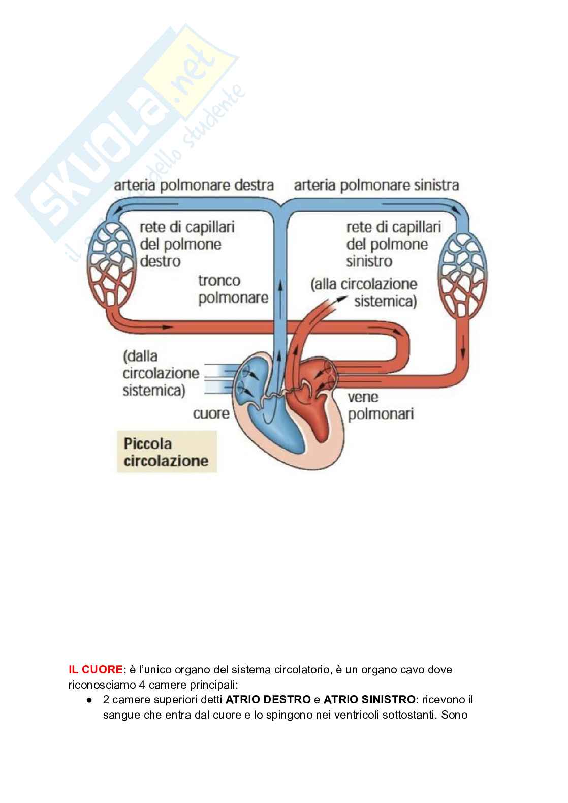 Apparato cardiocircolatorio  Pag. 6